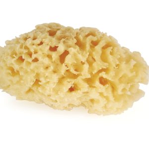 Graftobian Face Painting Sea Sponges