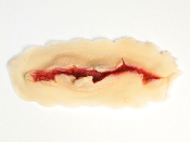 Ben Nye Reusable Latex Prosthetic: Jagged Cut